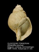 OLIGOCENE-TONGERIAN Whitecliffia suturosa